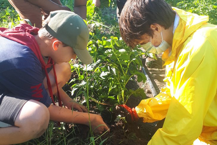 Pour plusieurs jeunes, la culture maraichère constitue une belle découverte.