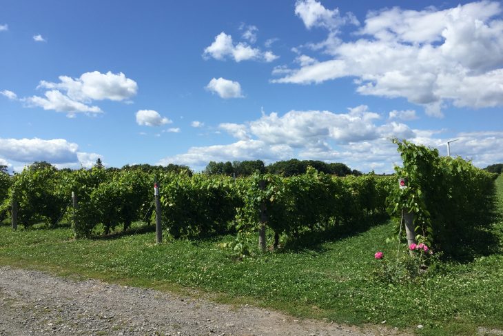 Vignes du Vignoble Rivière du Chêne