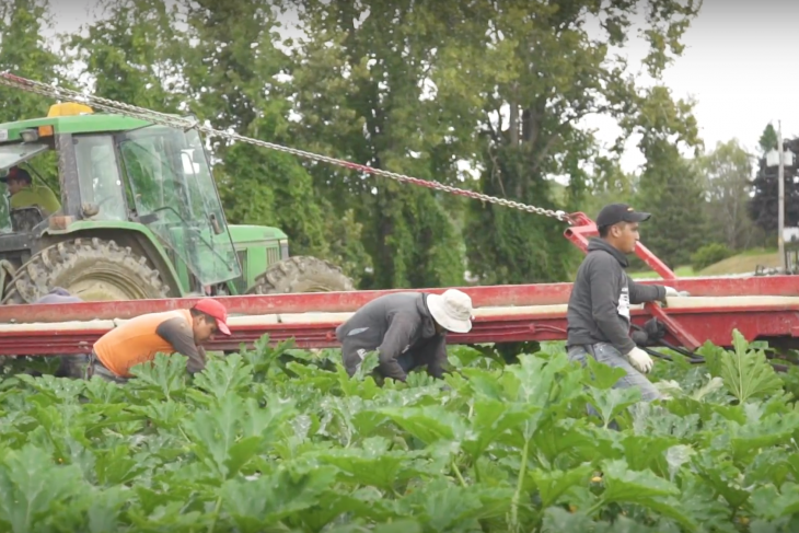 Travailleurs étrangers dans un champ