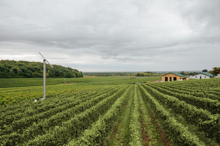 Vignes Vignoble La Cantina